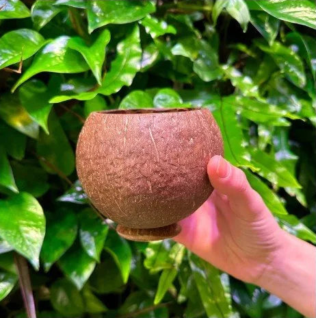 Authentic Coconut Cups